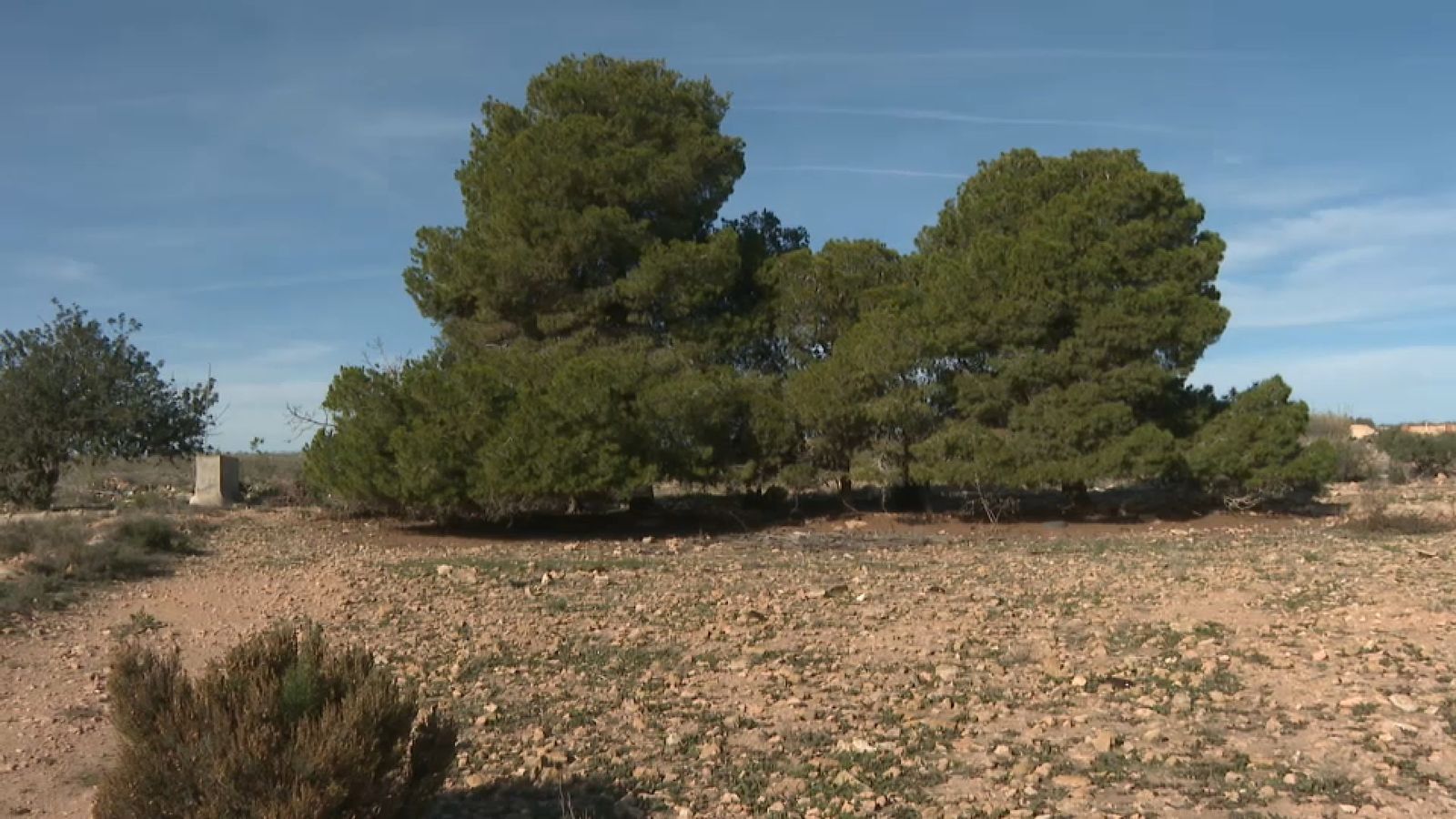 Zona d'arbrat on va aparéixer el cadàver de la víctima
