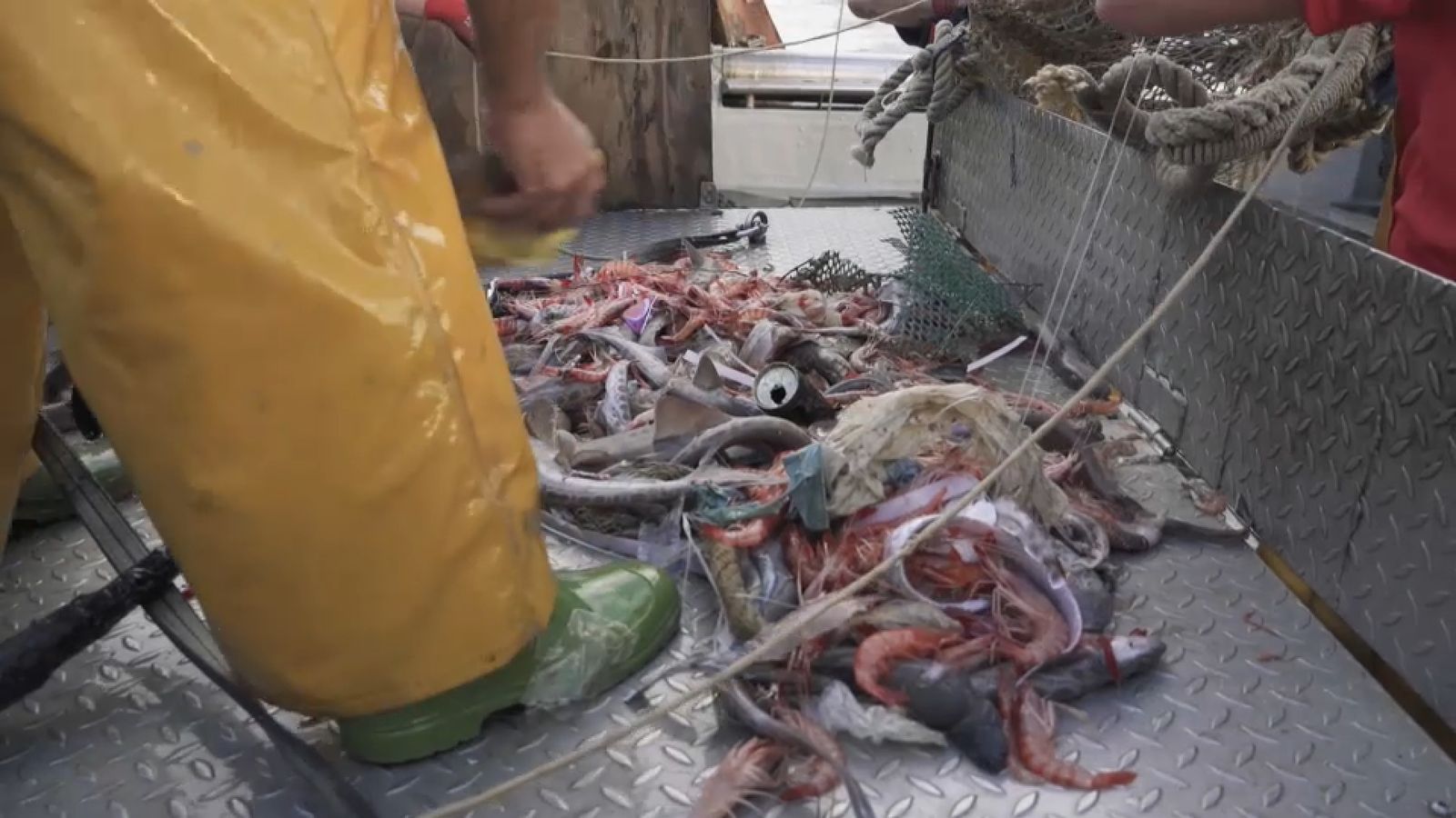 La Confraria de Pescadors de Castelló denuncia la quantitat de fem i plàstic que capturen dia a dia en les xarxes