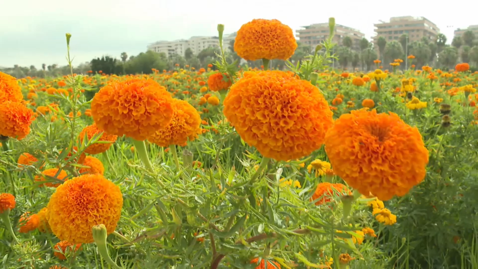 La calor accelera la floració dels clavellons per a la Batalla de Flors de València