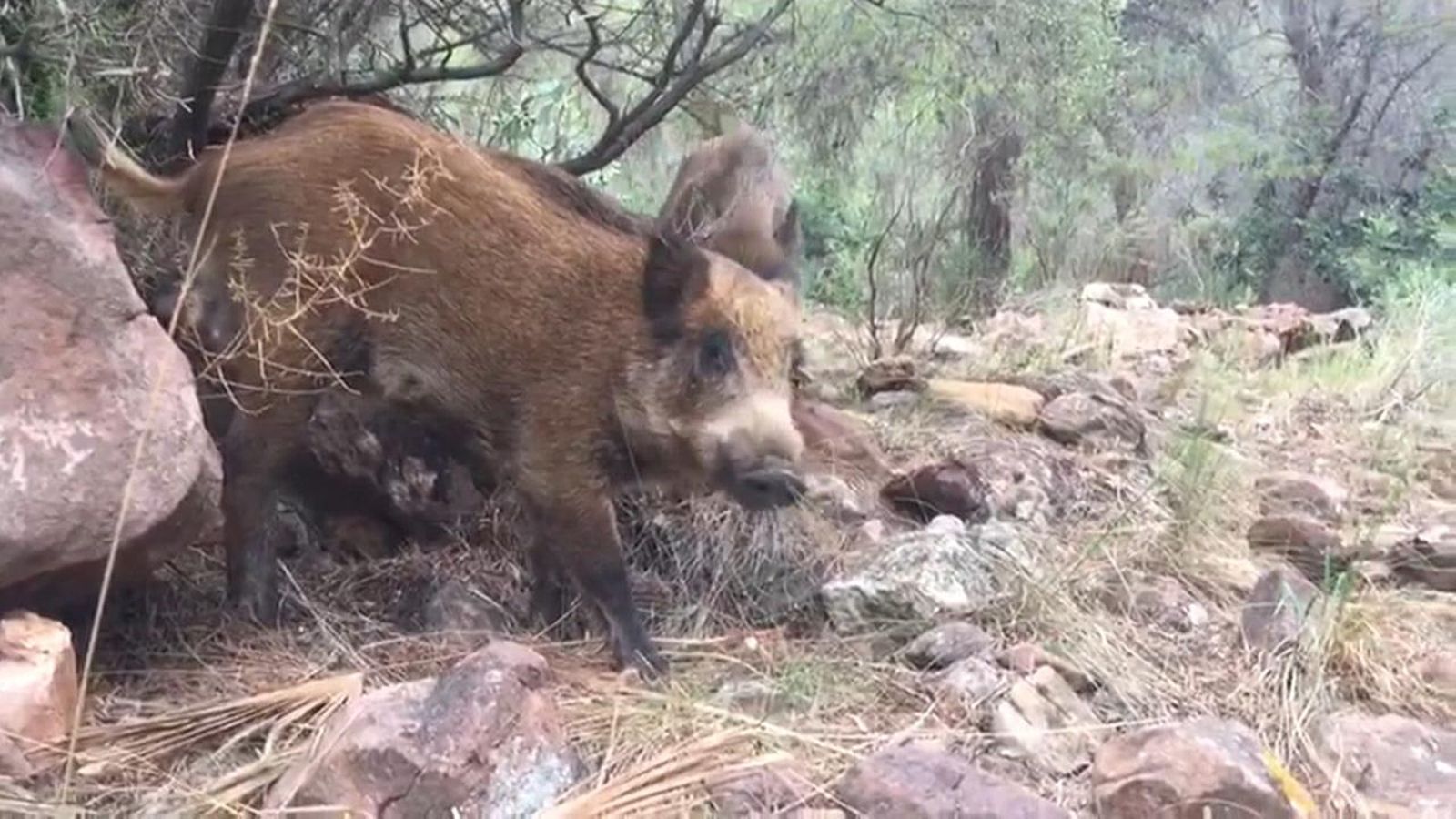 Imatge d'arxiu d'un porc senglar