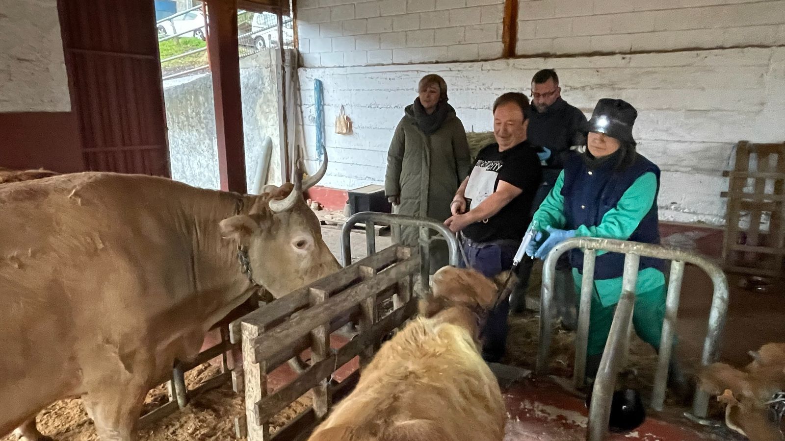 Campanya de vacunació contra la llengua blava
