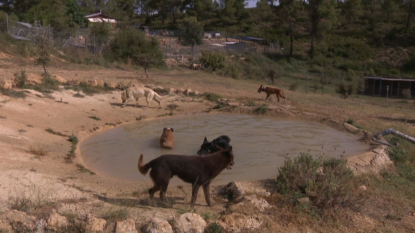 Els usuaris recorren centenars de quilòmetres per a deixar-hi els gossos