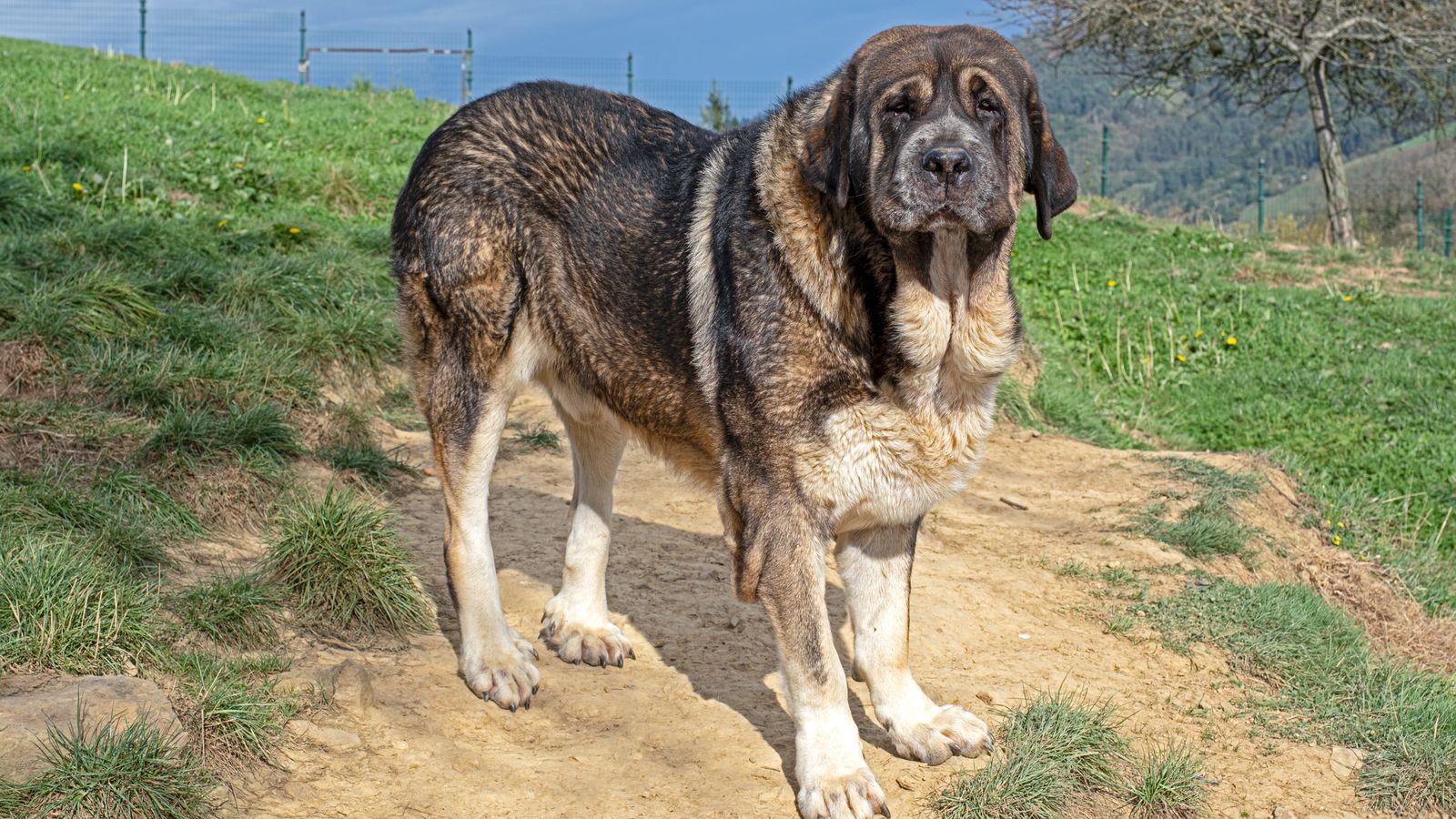 Imatge d'arxiu d'un mastí