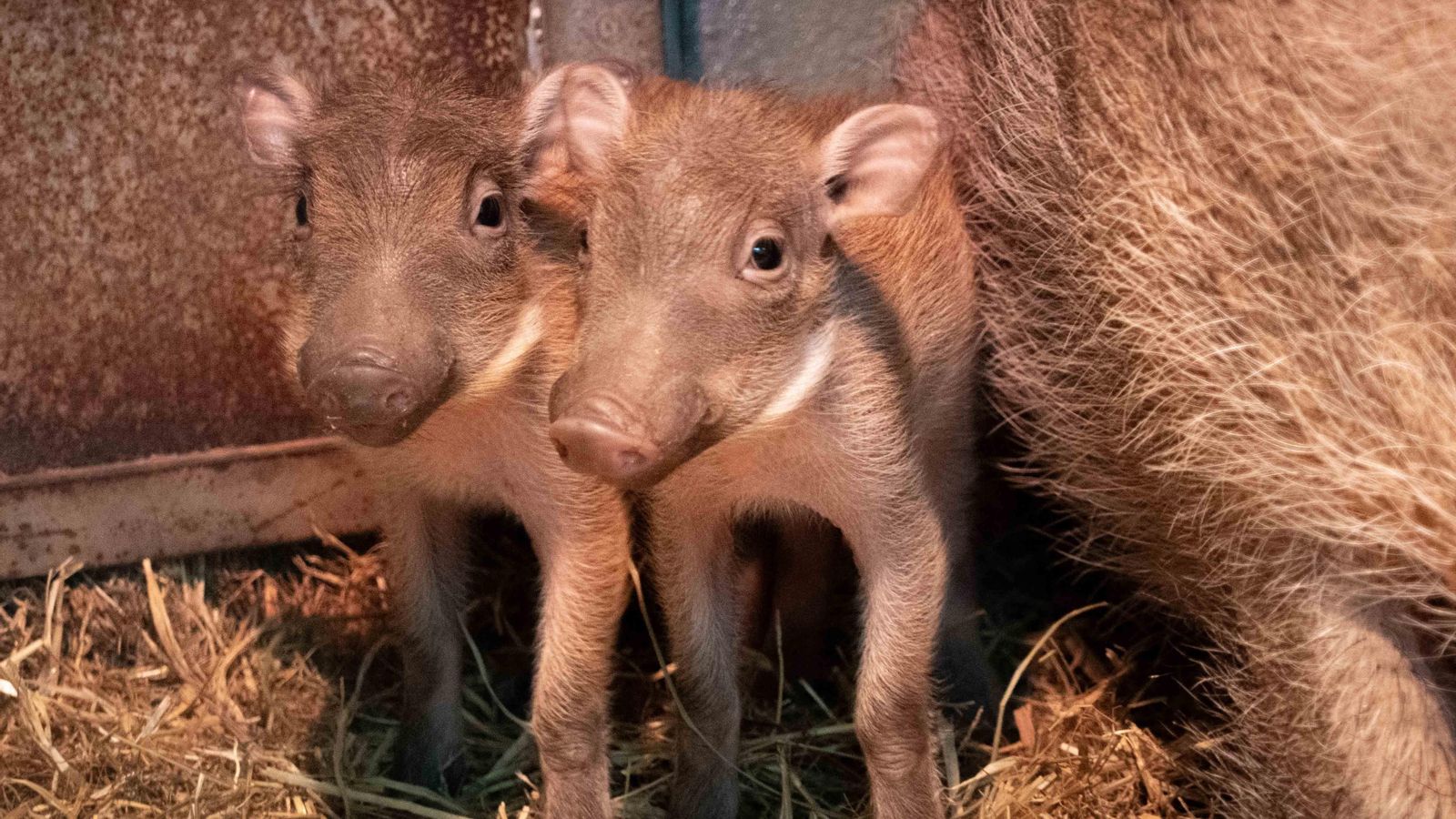 Els dos nous facoquers del Bioparc
