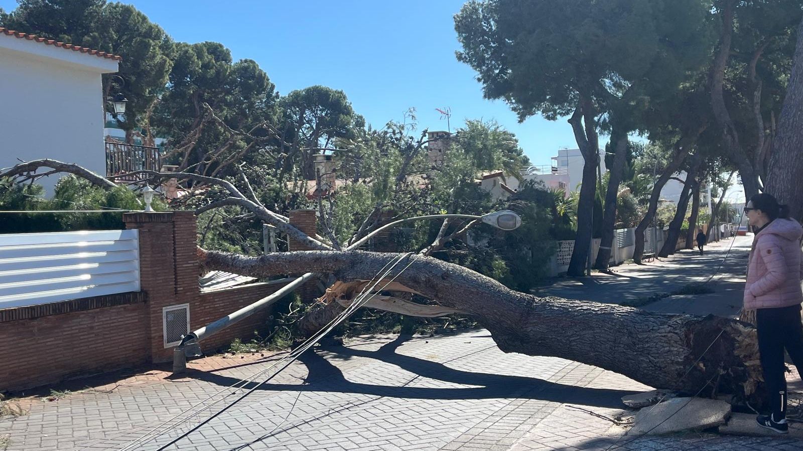 Un arbre caigut pel vent a Benicàssim.
