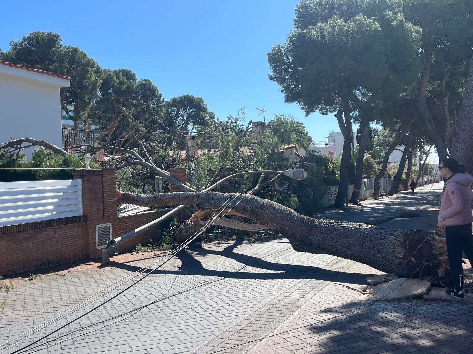 Un arbre caigut pel vent a Benicàssim