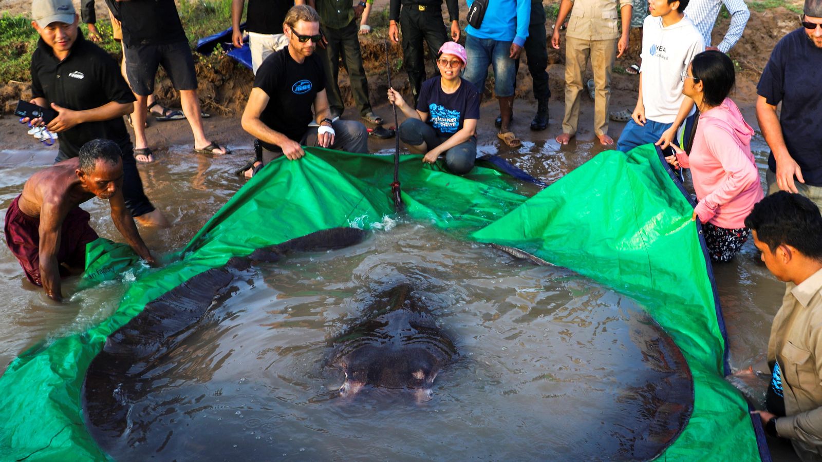 El grup científc, junt amb la ratlla gegant trobada al riu Mekong