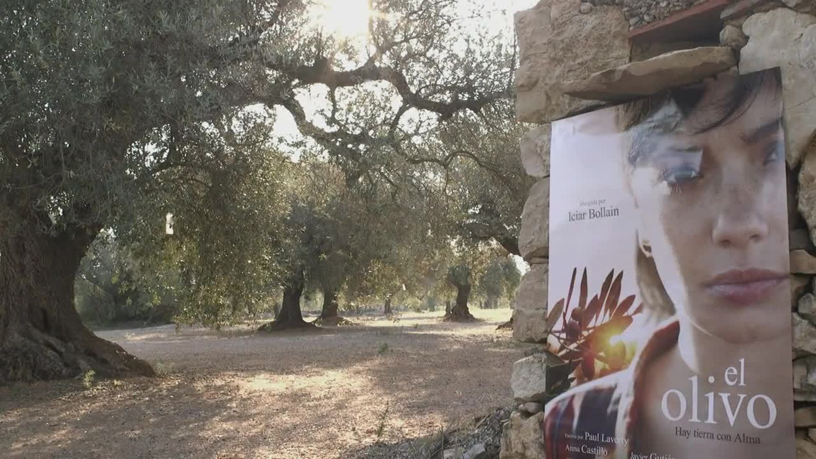 13.09.2019 | El Olivo