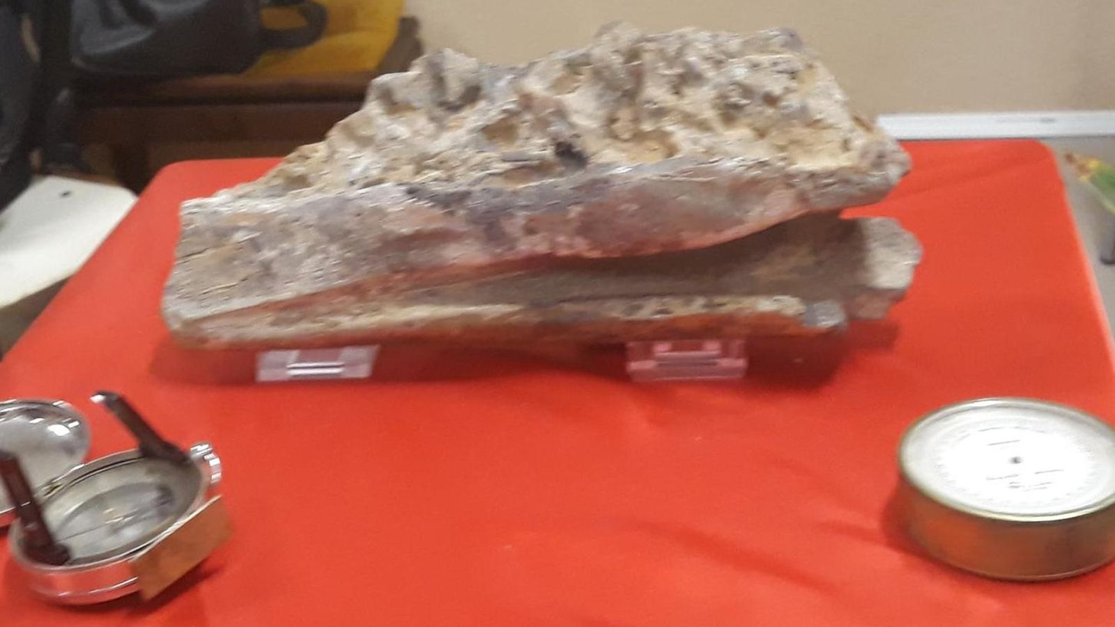 Imatge del dentari de dinosaure trobat en Portell