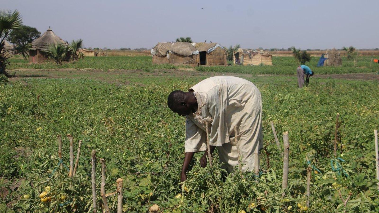 Si es manté la tendència actual, per a 2030 la meitat de les persones que passaran fam crònica en el món viuran a Àfrica