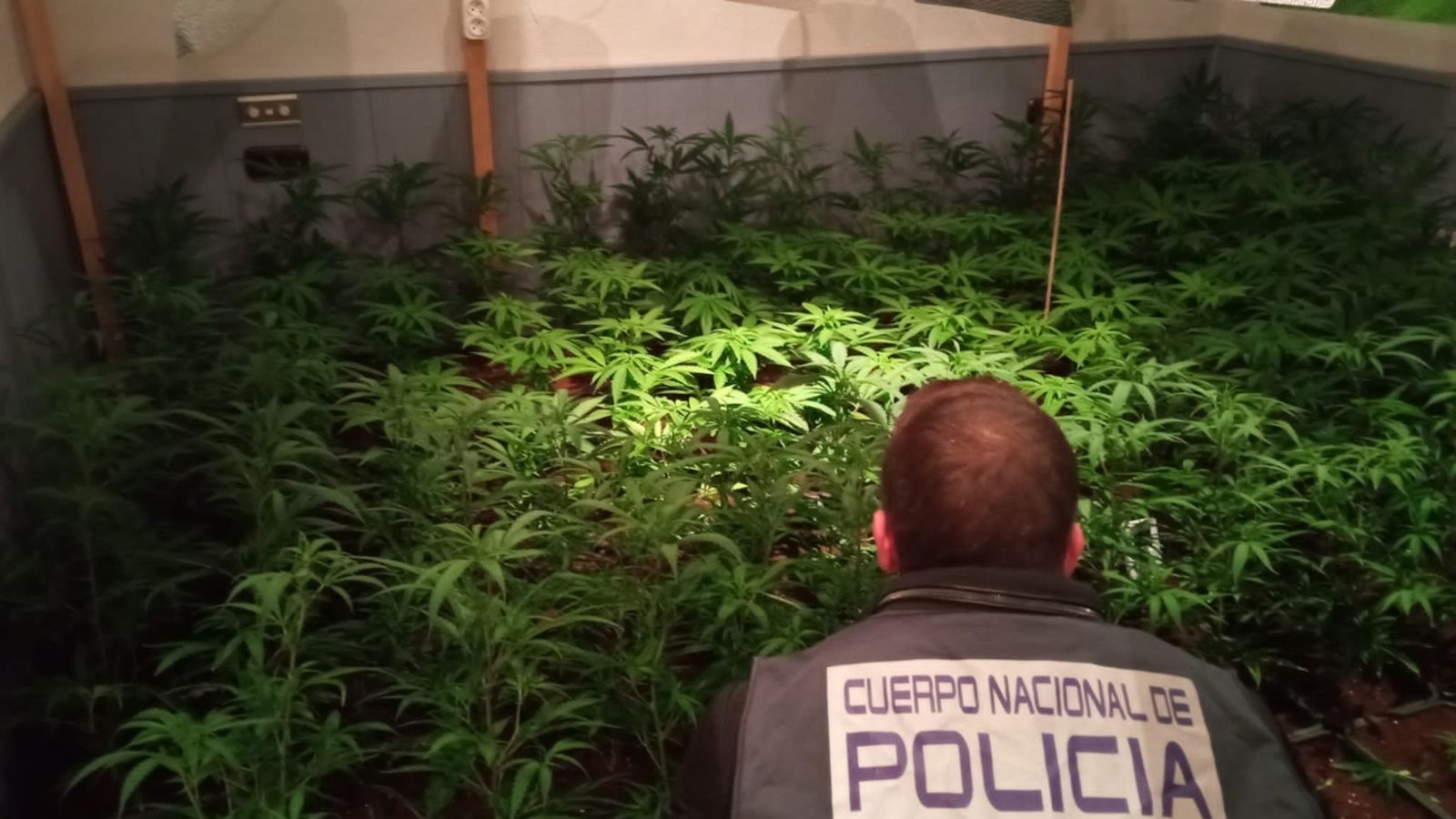 Els arrestats disposaven de diversos habitatges que usaven per a produir la substància