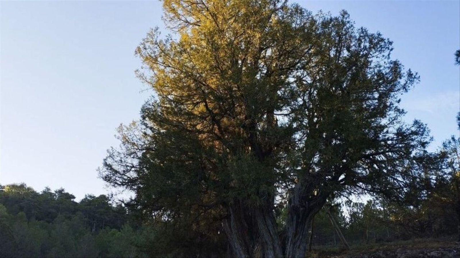La savina de Los Responsos, a la Pobla de Sant Miquel