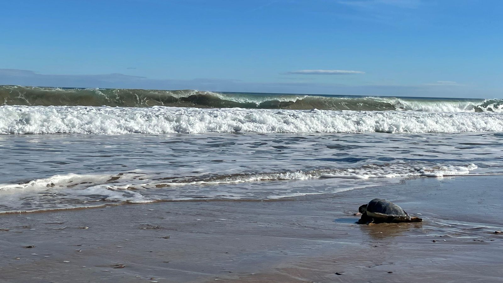 La tortuga va ser ingressada a la Fundació Oceanogràfic per una embòlia gasosa