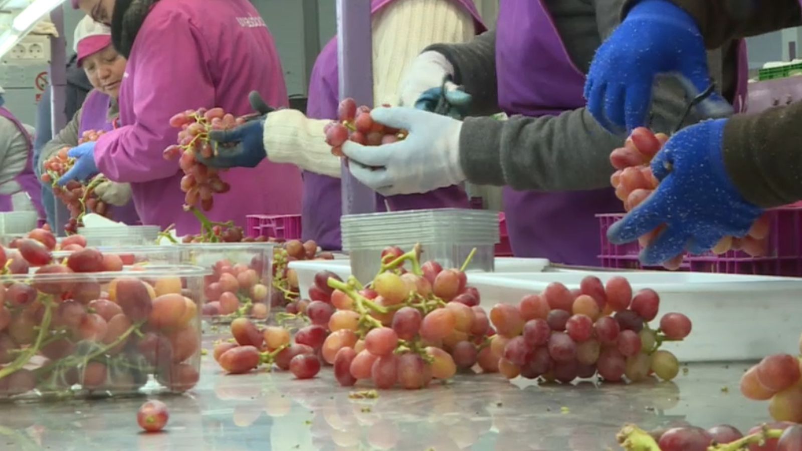 Al Vinalopó es cultiven més de 60 milions de quilos de raïm de taula a l'any.