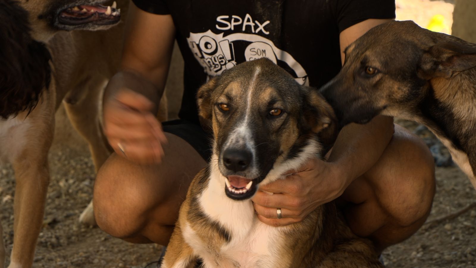 29.09.2024 | Salvació animal