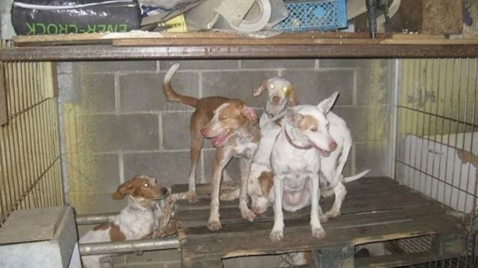 Condemnat a un any de presó per criar 27 gossos en un local de 30 metres a València