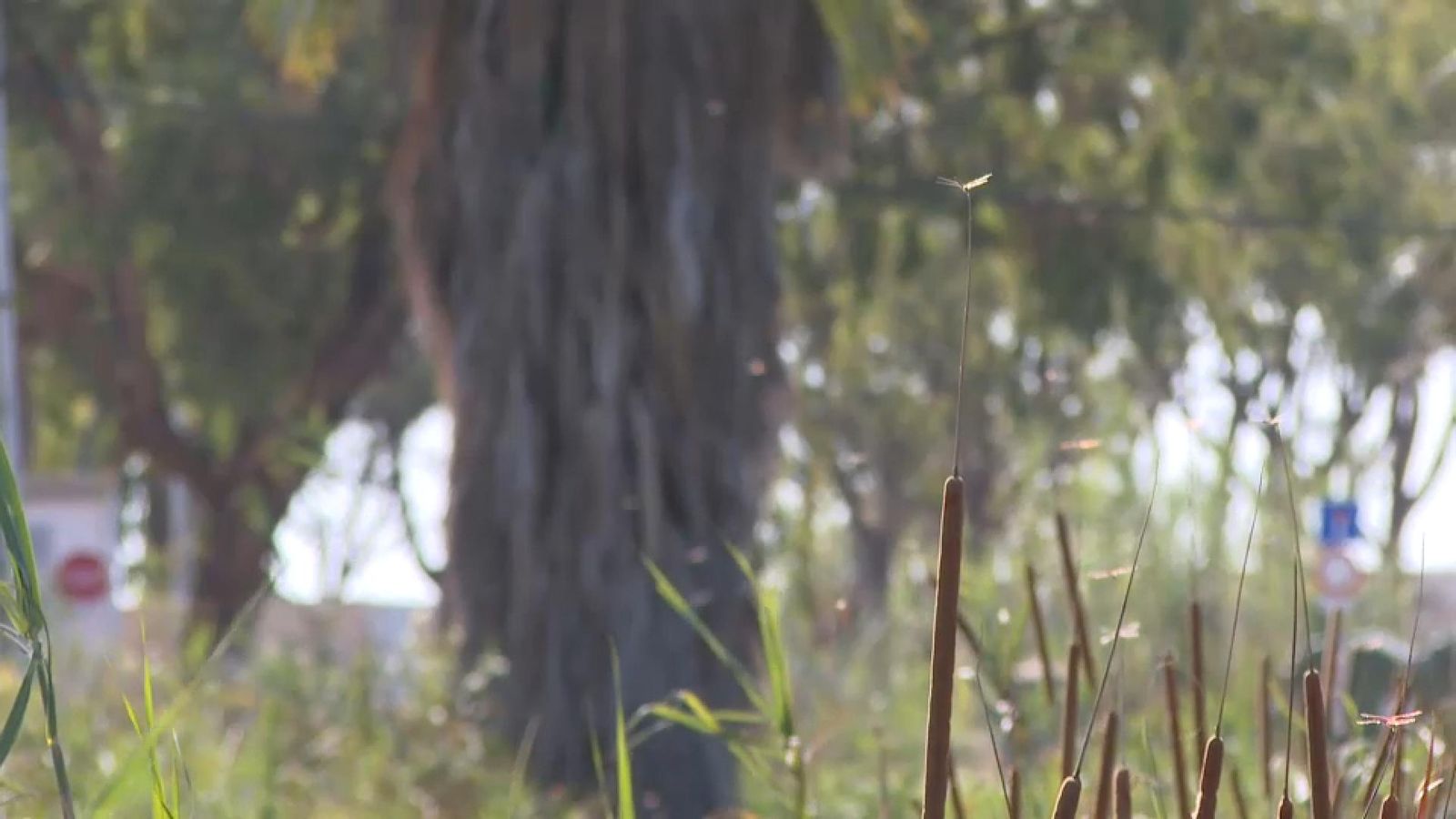 Invasió de mosquits a Montcada