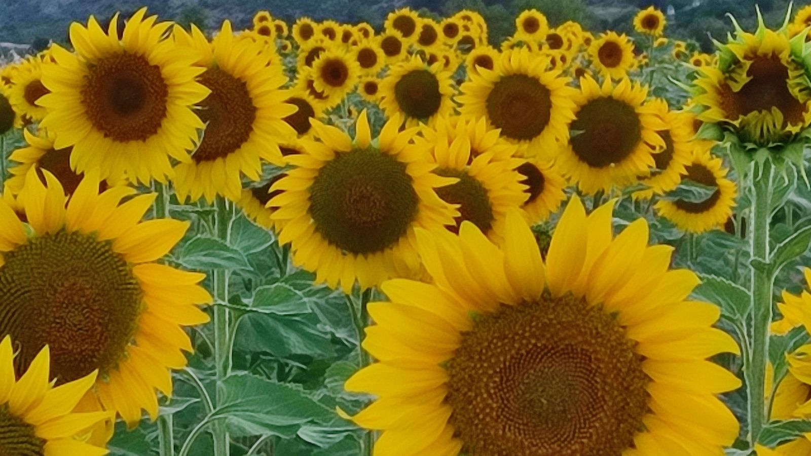 9.ALFAFARA, DIMARTS, ELCOMTAT, ISMAEL SEMPERE