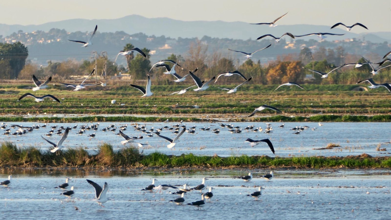 SUECA, LA RIBERA BAIXA