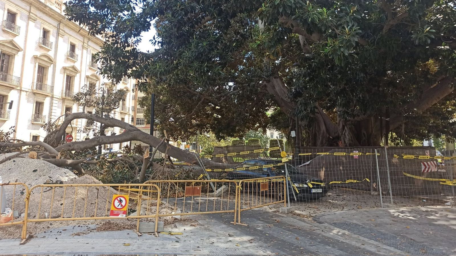 Imatge del lloc on ha caigut la branca d'un dels arbres monumentals del Parterre