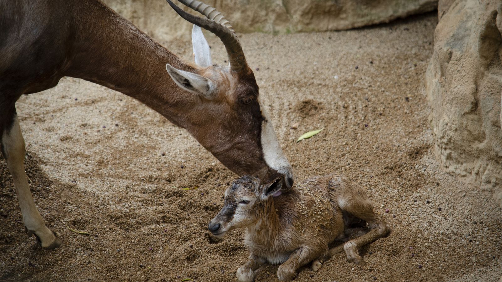 Naixement d'un blesbok al Bioparc