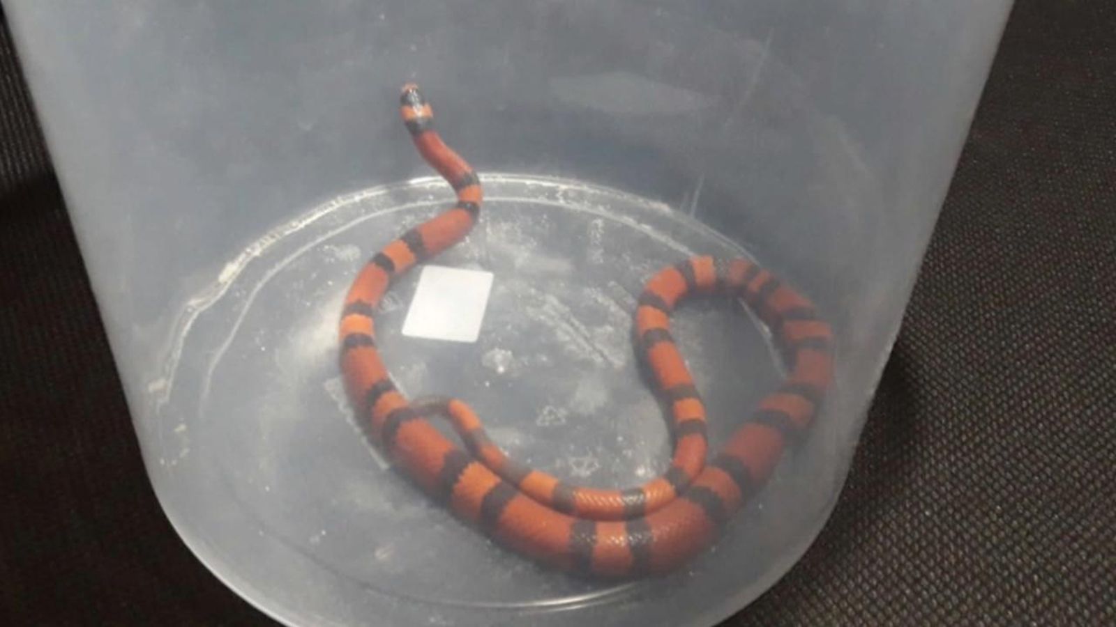 Capturen una serp a Betxí