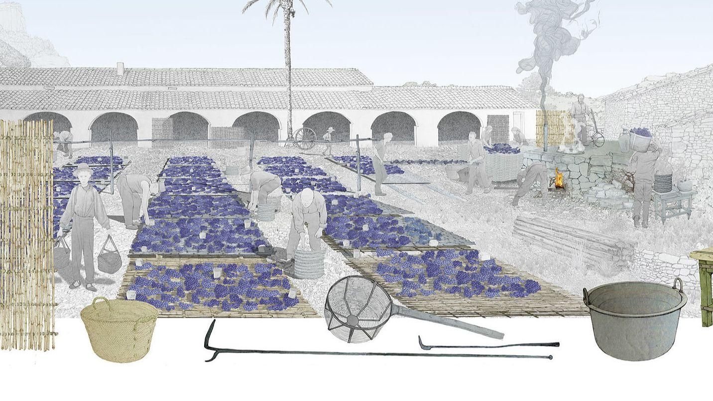 Procés de treball en l'elaboració de la pansa Procés de treball en l'elaboració de la pansa