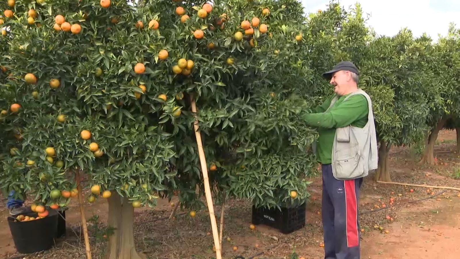 Un home arreplega la seua collita de clemenules