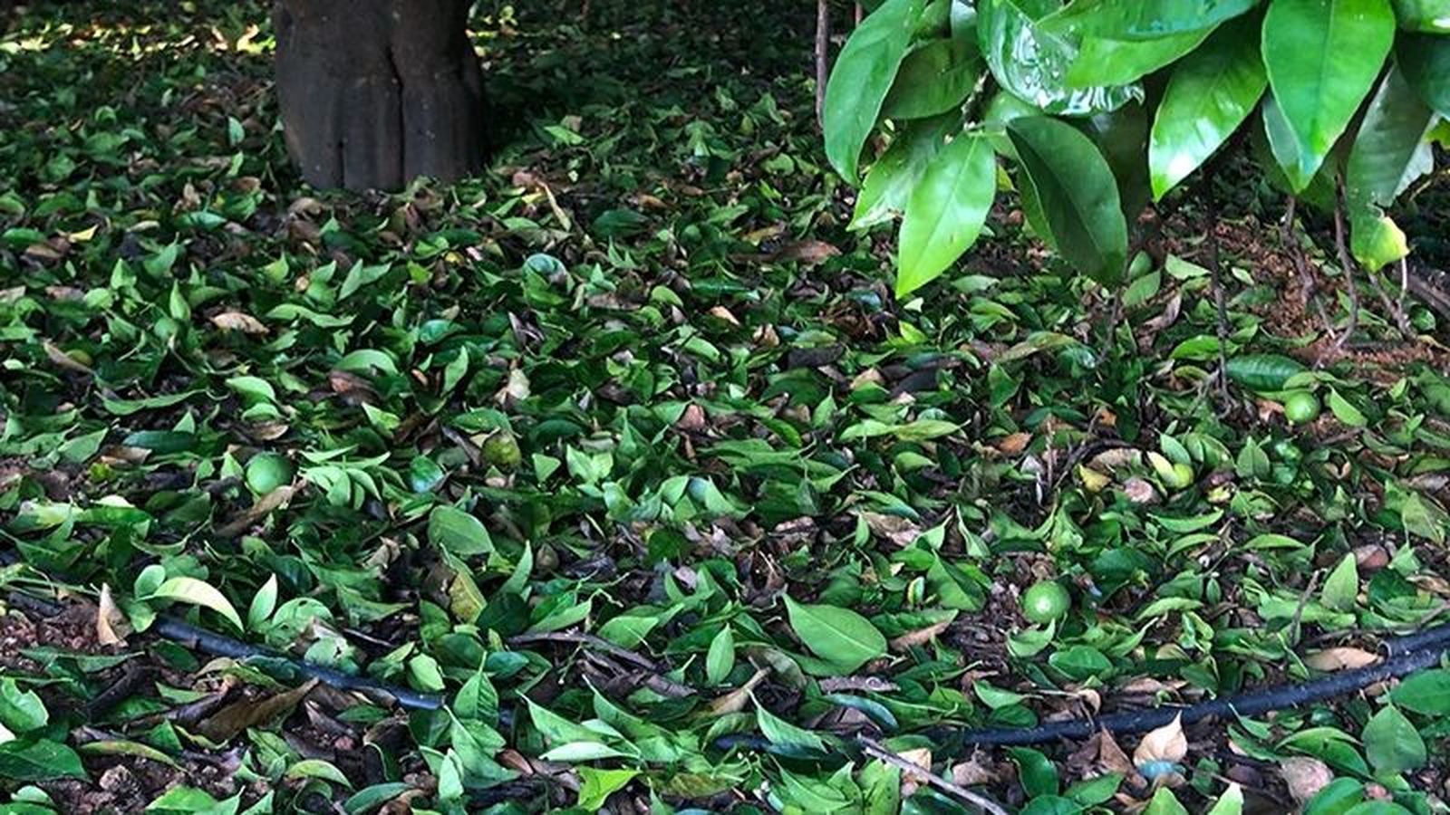 Cítrics i caquis de la Costera van ser alguns dels cultius més afectats pel granís caigut aquest dilluns de vesprada en les comarques del centre de la Comunitat Valenciana