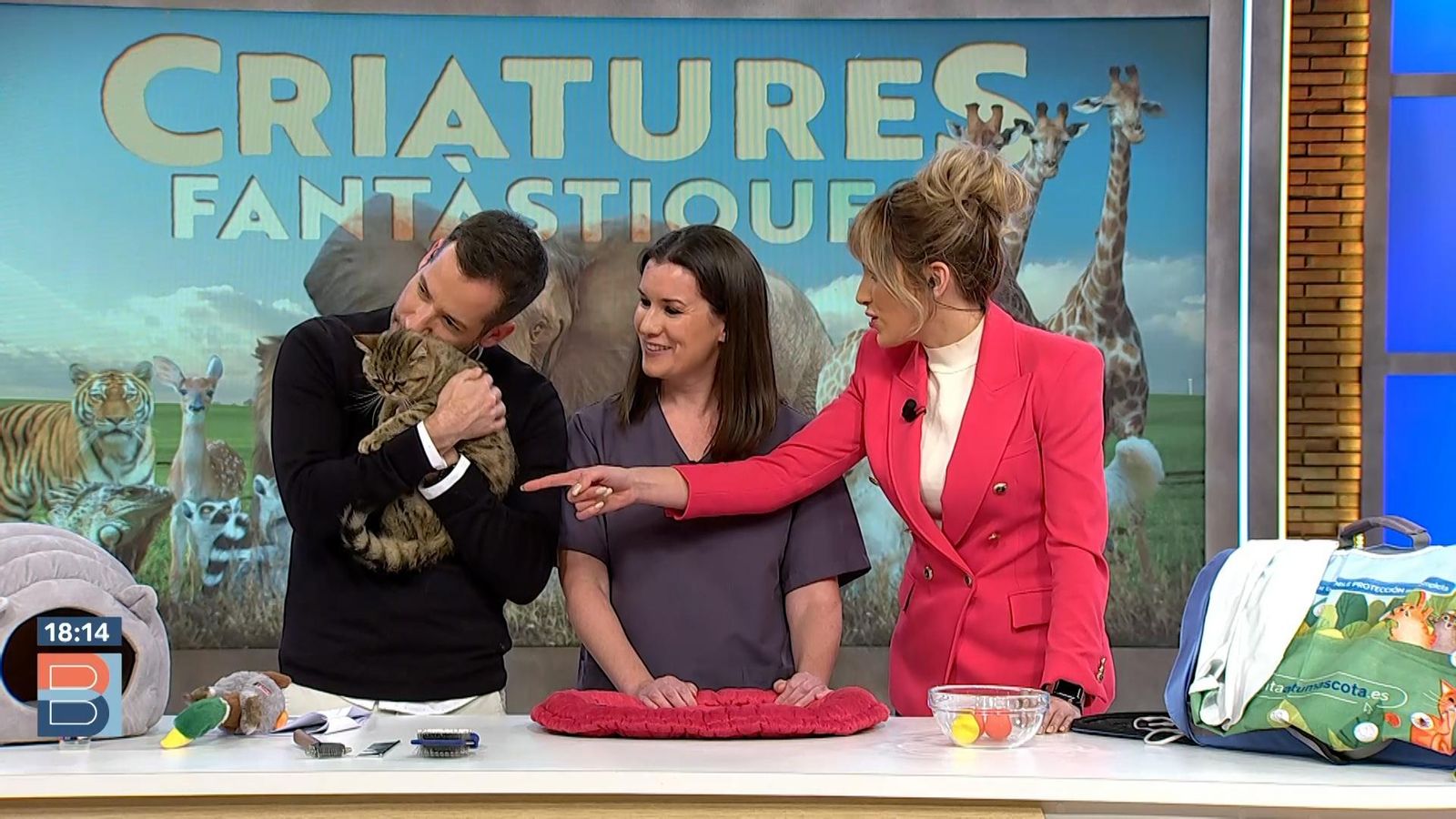 01.02.2023 | Com tindre un gatet sa i feliç a casa