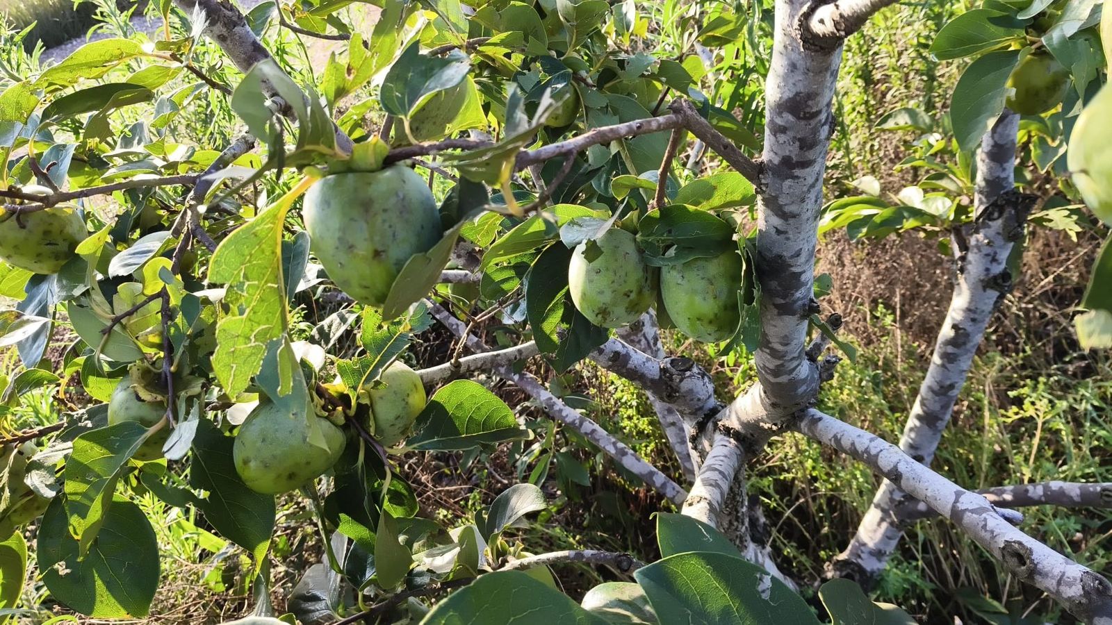 Fruits de caqui a l'arbre afectats per la pedra