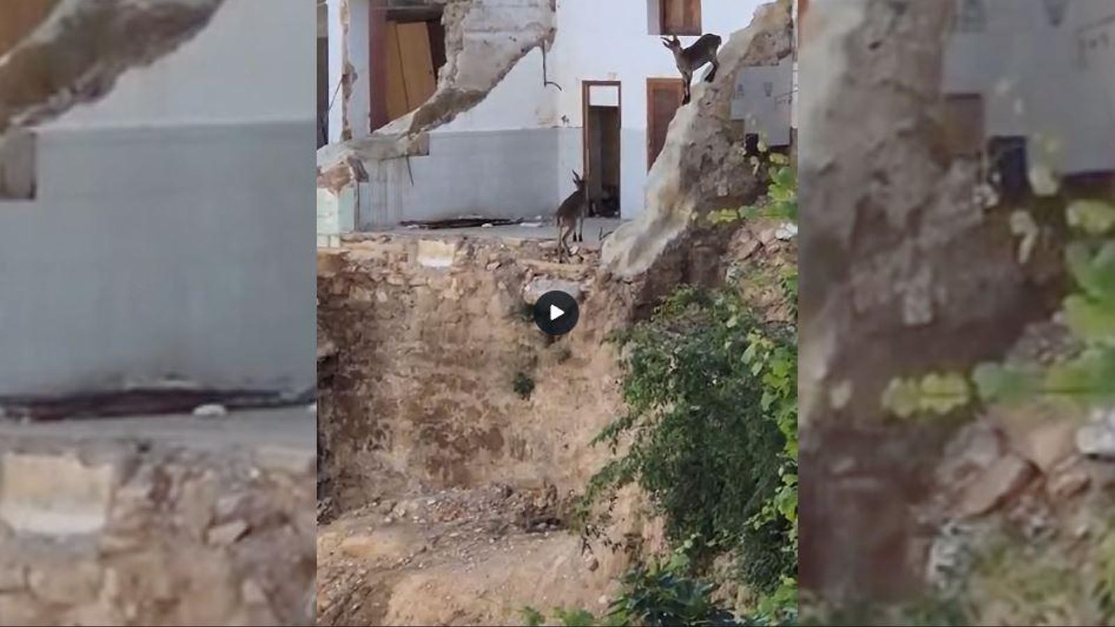 En vídeo, les cabres salvatges avancen per la zona zero de Xiva