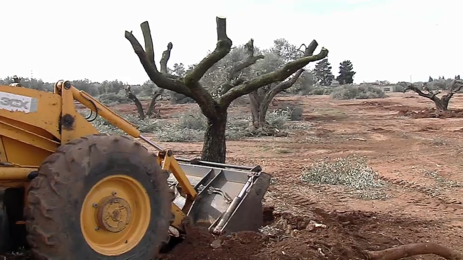 VÍDEO | La llei de protecció de les oliveres mil·lenàries, més restrictiva