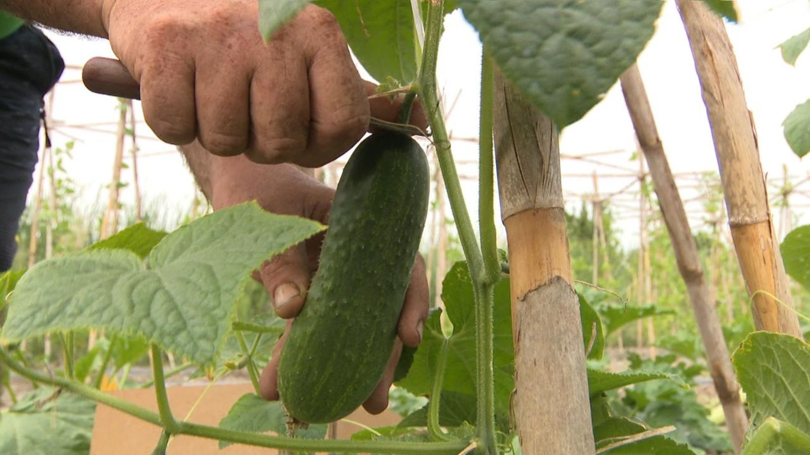 Un agricultor valencià recull els seus productes a l'horta