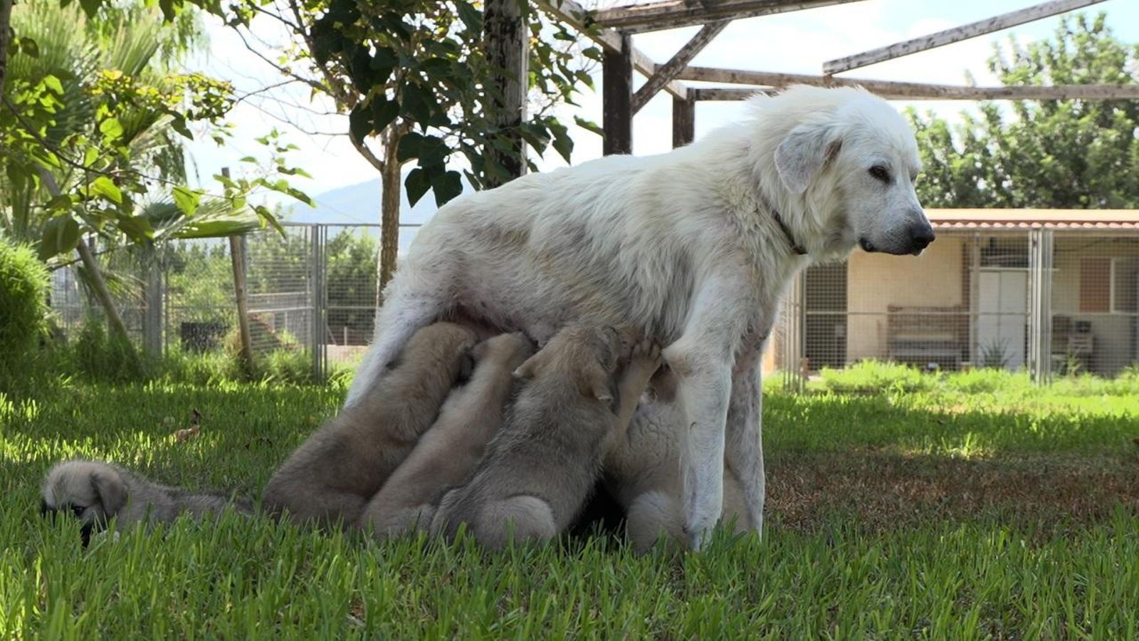 01.11.2025 | Salvar l'espècie i la vida