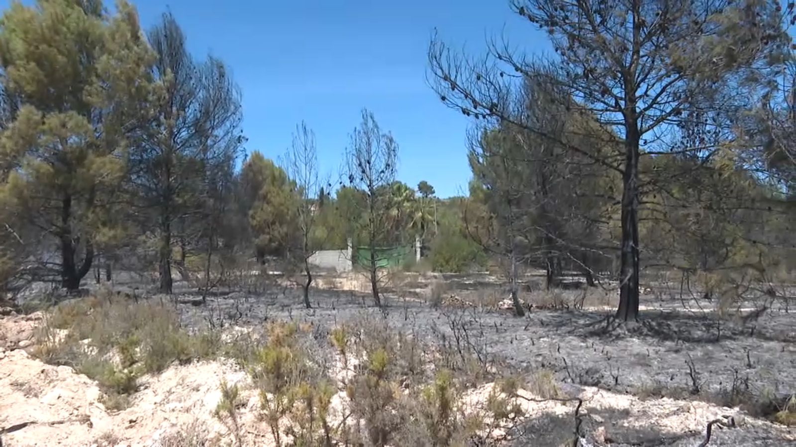 Zona de pinada cremada en l'incendi declarat a Montserrat i un dels xalets afectats, al fons