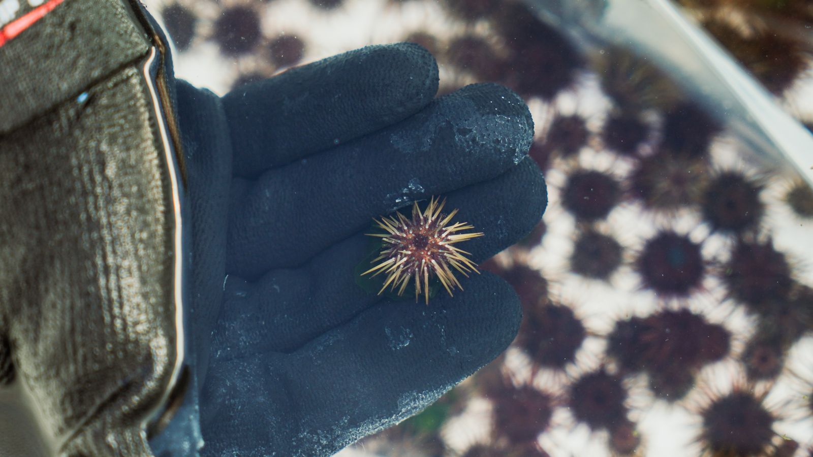 Un dels eriçons de mar criats a l'Oceanogràfic