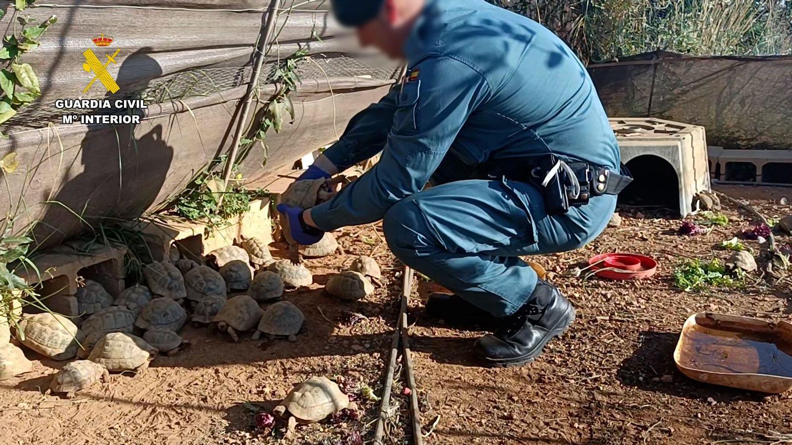 Un agent sosté un exemplar de tortuga mora en la finca de Picassent