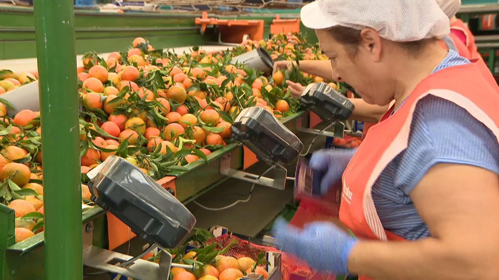 La campanya acumula pèrdues superiors als 163 milions d'euros, segons les organitzacions agràries | À Punt Mèdia