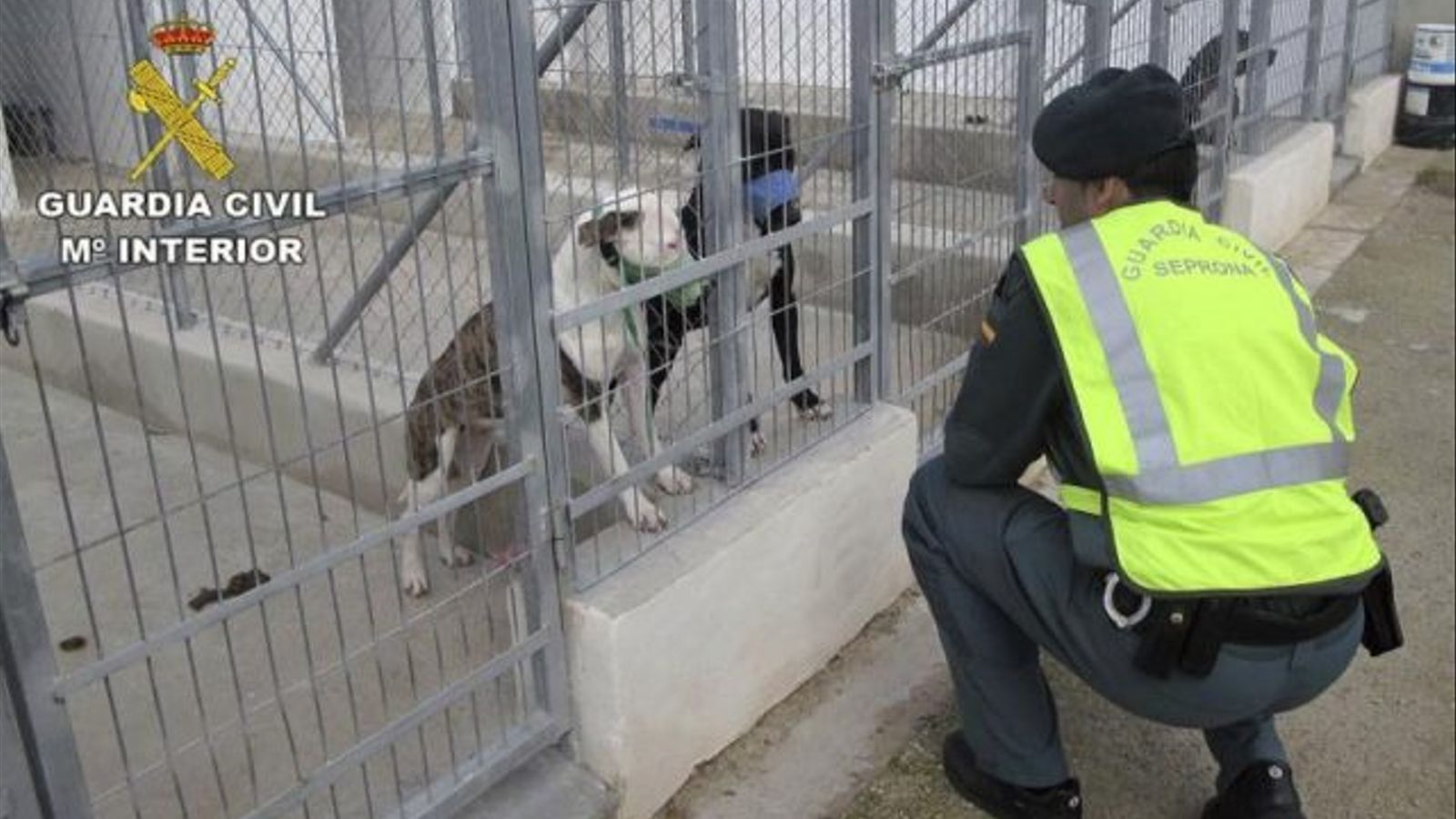 Imatge cedida per la Guàrdia Civil de dos gossos de raça perillosa custodiats en un centre d'acolliment / Efe