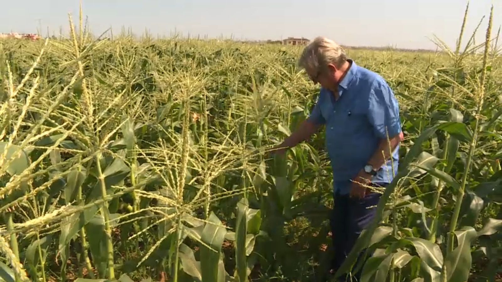 De l'aigua del Tajo-Segura depén la supervivència dels camps del sud, com aquest de dacsa a Los Montesinos, al Baix Segura