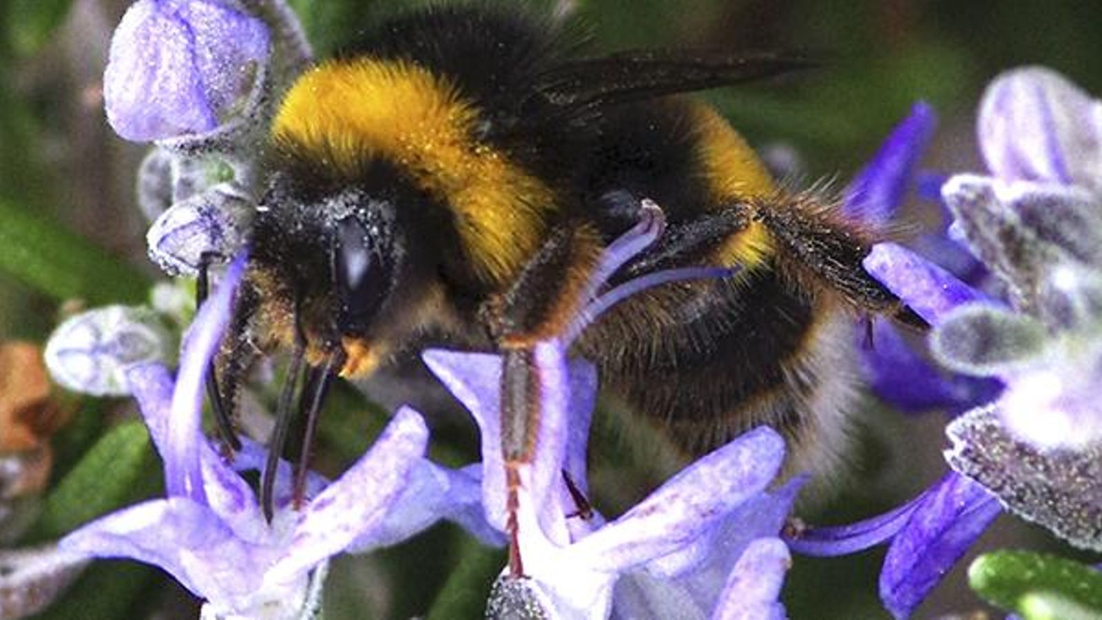 Imatge d'una abella durant el procés de pol·linització