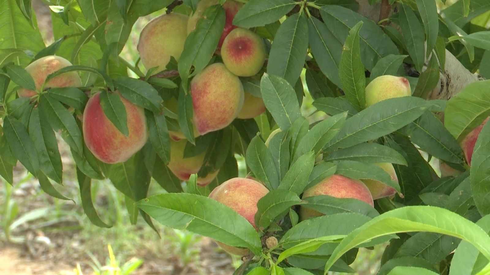 Fruita d'estiu, bona collita