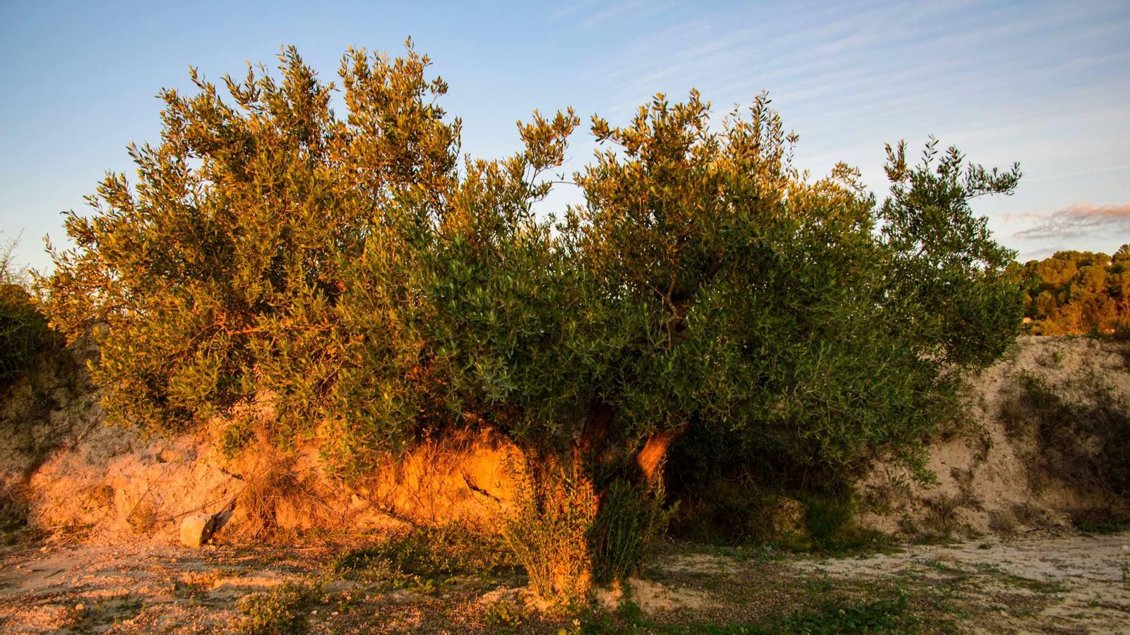 oliveres sense olives maria nieves sánchez