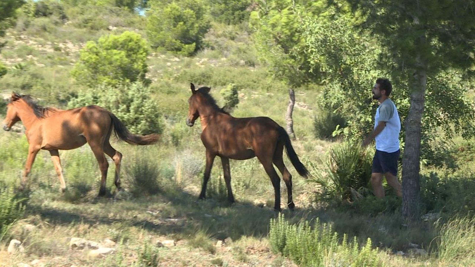 En risc el treball de l'únic pastor transhumant de cavalls que queda a la muntanya mediterrània