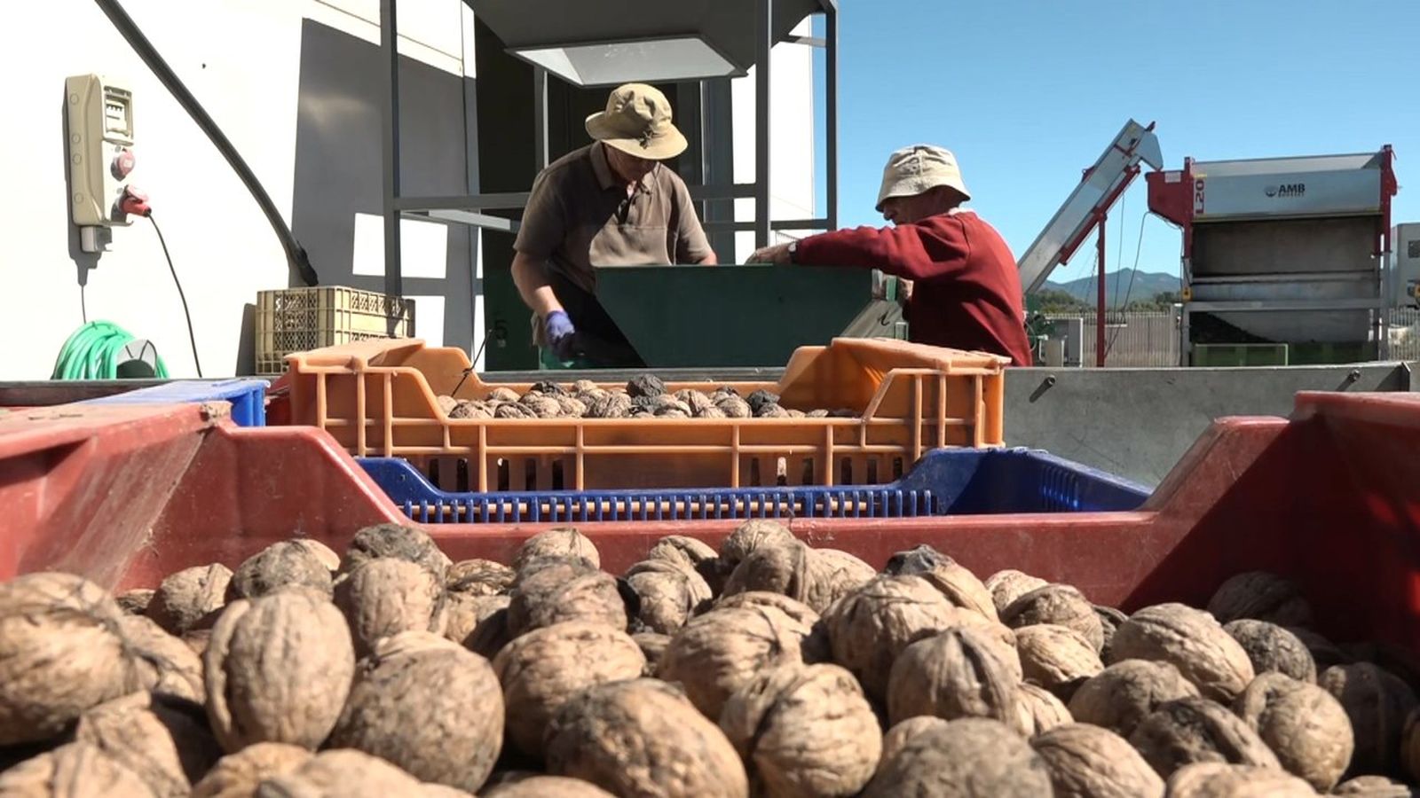 Agricultors durant la campanya de l'anou