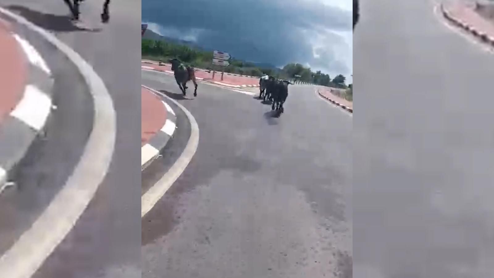 Imatge del vídeo de les vaques corrent per la carretera