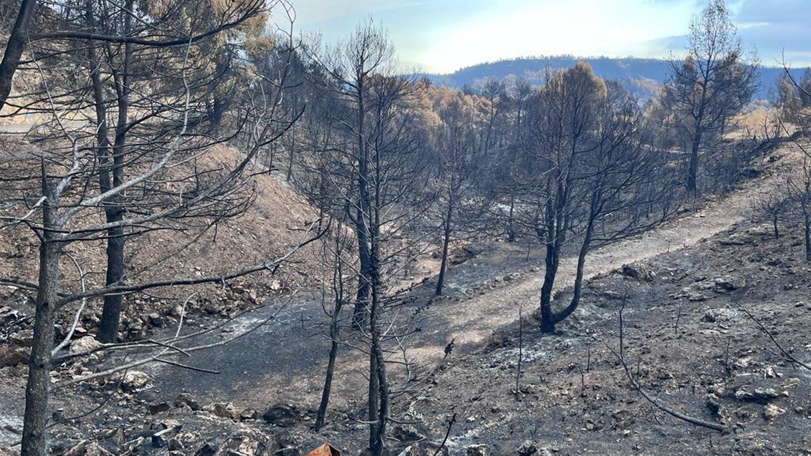 Arbres calcinats a les muntanyes de Toràs, un de les localitats més afectadels gran incendi forestal de Begís