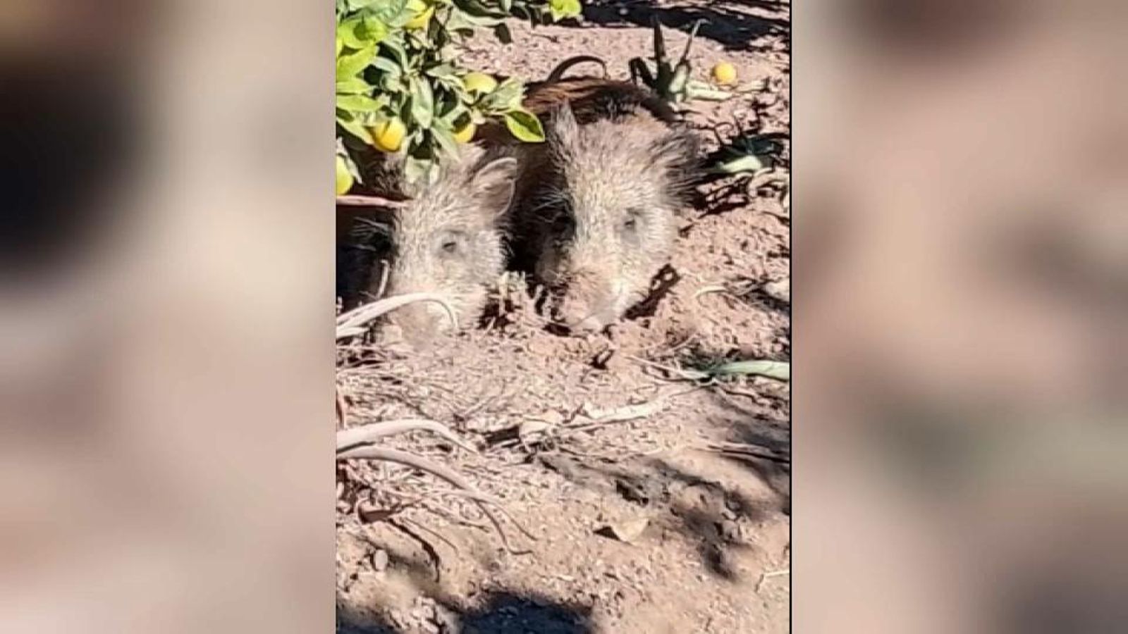 Porcs senglars a Alboraia