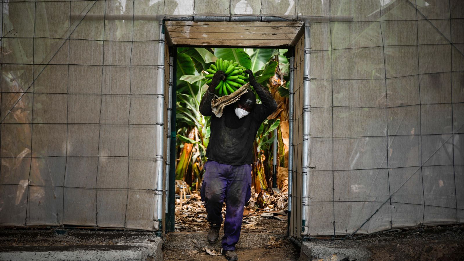 Un agricultor trau plàtans d'una plantació per a salvar-los del volcà
